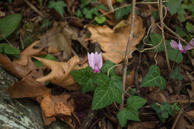Einziges rosa Alpenveilchen blüht stockbilder Einziges rosa Alpenveilchen blüht stockbilder