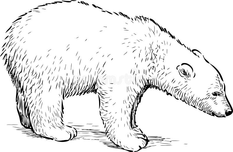 clipart kostenlos eisbär - photo #8