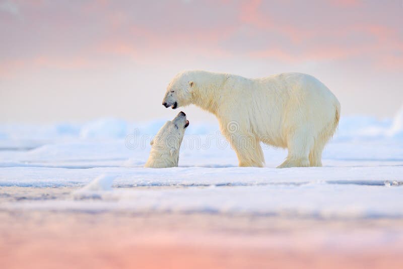 Eisb?r, der im Wasser schwimmt Zwei Bären, die auf Treibeise mit Schnee spielen Weiße Tiere im Naturlebensraum, Alaska, Kanada