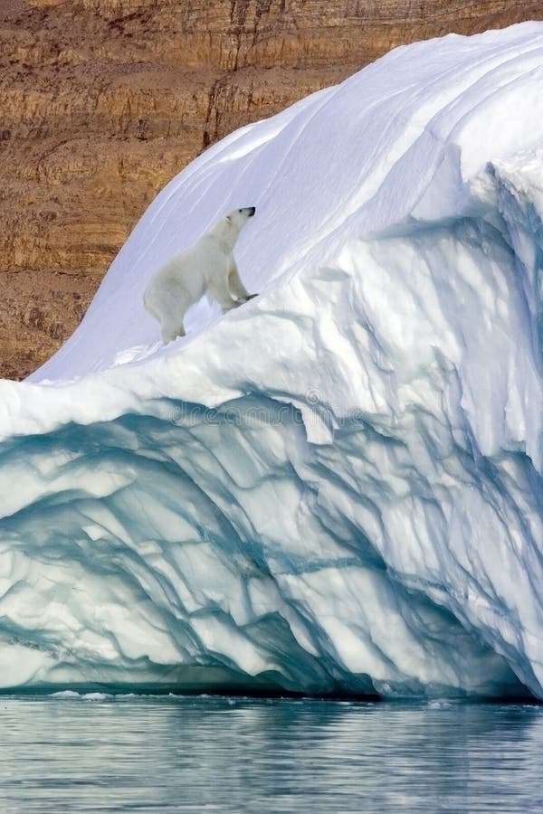 Eisbär - Fjord Franz-Joseph - Grönland