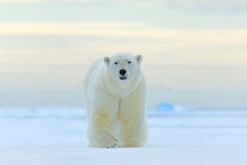 Eisbär, Gesicht gehend in Schnee, Kanada-Winter Weißes Tier im Naturlebensraum, Amerika Szene der wild lebenden Tiere von der Nat