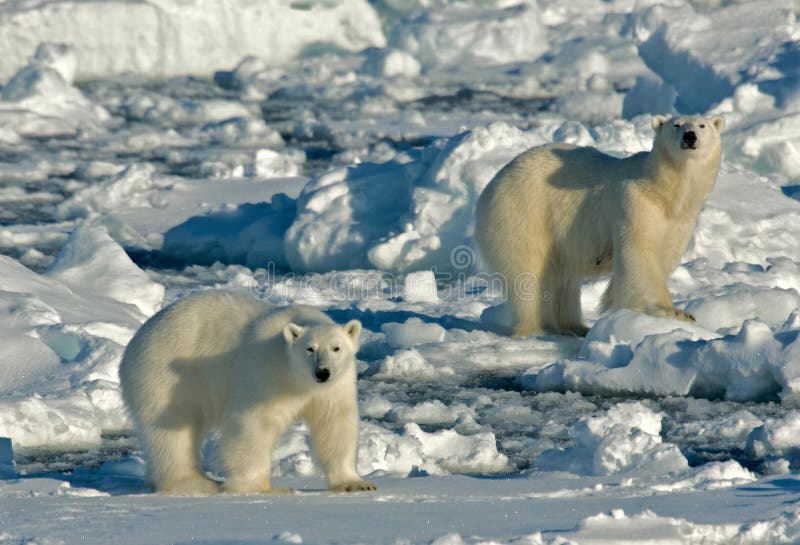 Eisbär, IJsbeer, Ursus maritimus lizenzfreie stockfotos Eisbär, IJsbeer, Ursus maritimus lizenzfreie stockfotos