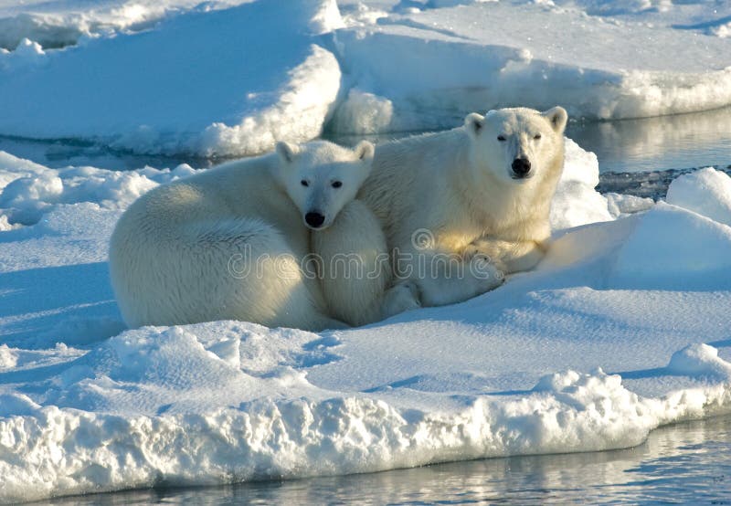 Eisbär, IJsbeer, Ursus maritimus lizenzfreies stockbild Eisbär, IJsbeer, Ursus maritimus lizenzfreies stockbild