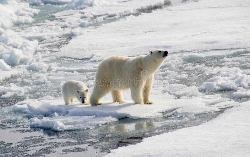 Eisbär und Junges lizenzfreie stockfotos Eisbär und Junges lizenzfreie stockfotos