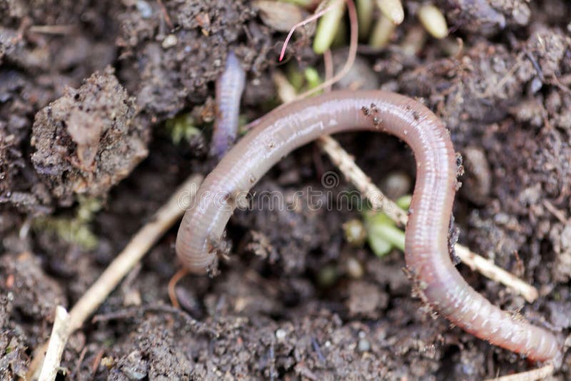 download eisenia fetida download eisenia fetida