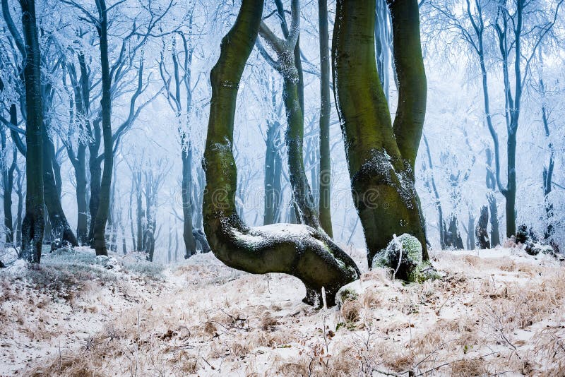 Eisiger Wald im Winter stockfoto Eisiger Wald im Winter stockfoto