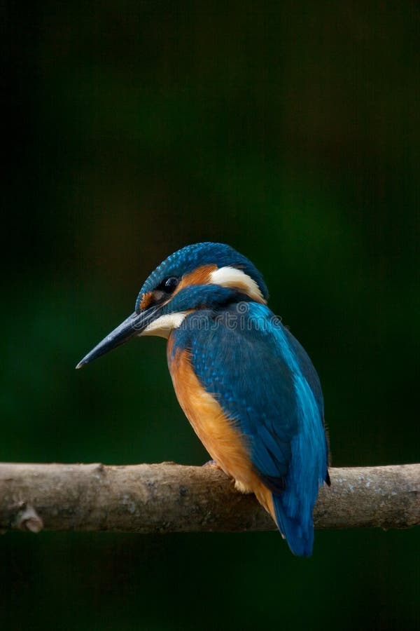 Eisvogel Eisvogel