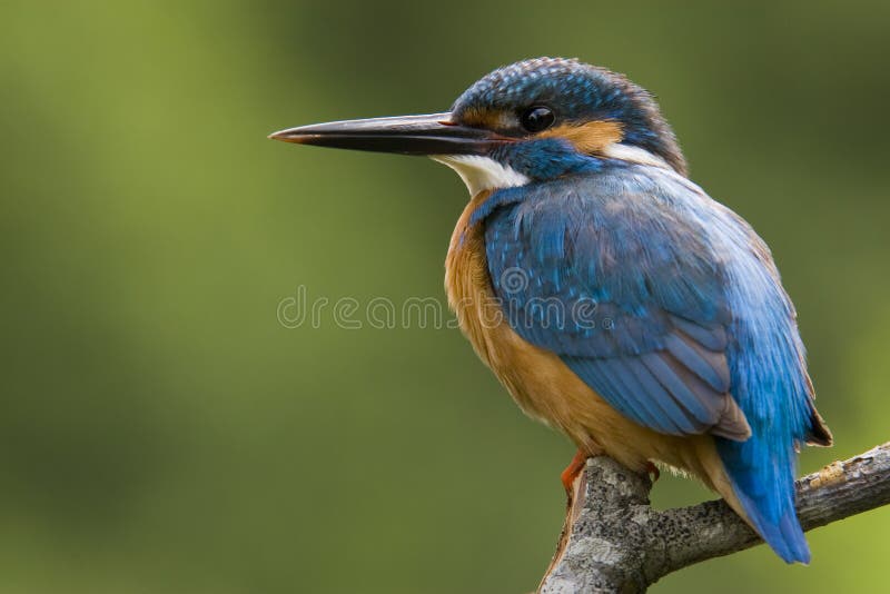 Eisvogel Eisvogel