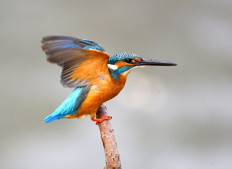 Eisvögel stockfoto Eisvögel stockfoto