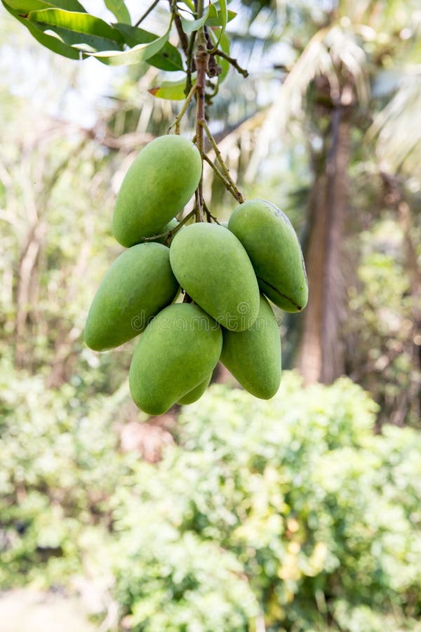 Ejecuci?n verde del mango, campo del mango, granja del mango Concepto agr?cola, concepto agr?cola de la industria Fruta de los ma foto de archivo Ejecuci?n verde del mango, campo del mango, granja del mango Concepto agr?cola, concepto agr?cola de la industria Fruta de los ma foto de archivo