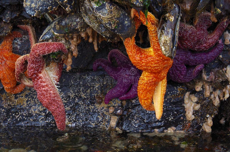 Ejecución anaranjada y púrpura de las estrellas de mar de los mejillones gigantes en el bronceado del paso durante la bajamar imágenes de archivo libres de regalías Ejecución anaranjada y púrpura de las estrellas de mar de los mejillones gigantes en el bronceado del paso durante la bajamar imágenes de archivo libres de regalías