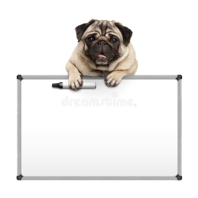 Ejecución linda del perro de perrito del barro amasado con las patas en el tablero blanco del marcador en blanco, imagen de archivo Ejecución linda del perro de perrito del barro amasado con las patas en el tablero blanco del marcador en blanco, imagen de archivo