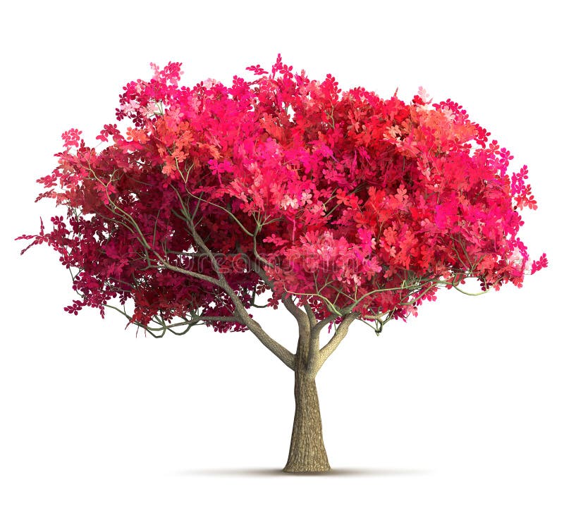 Ejemplo aislado árbol 3D de la flor de cerezo