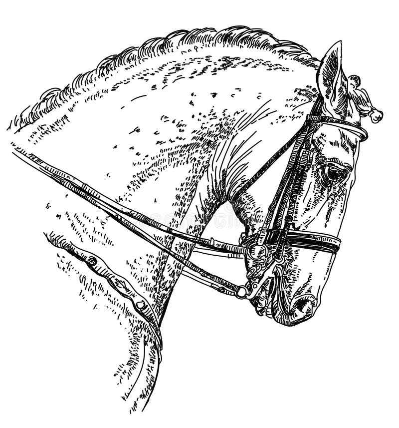 Ejemplo andaluz del dibujo de la mano del caballo libre illustration Ejemplo andaluz del dibujo de la mano del caballo libre illustration