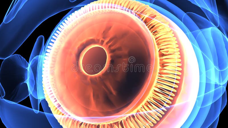 ejemplo 3d de la anatomía del ojo del cuerpo humano