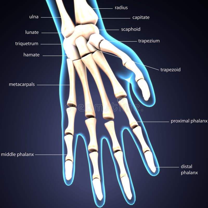 Ejemplo 3d De La Anatomía Esquelética Del Hueso De Mano Stock De