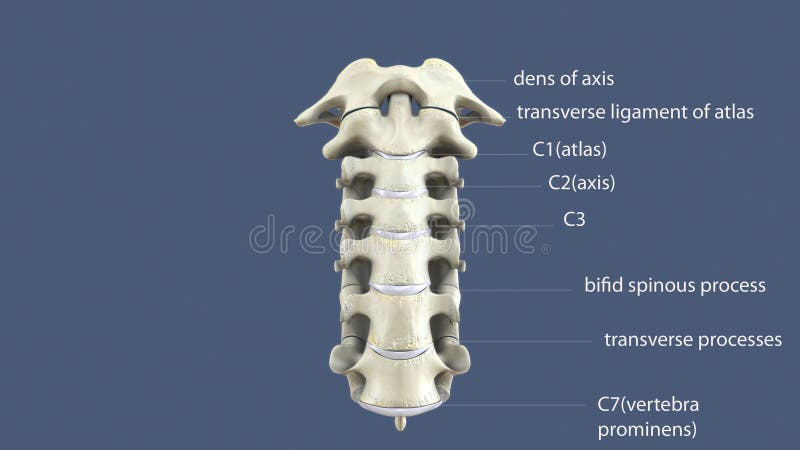 Thoracic vertebrae in all mammalian species are those vertebrae that also carry a pair of ribs, and lie caudal to the cervical vertebrae. Further caudally follow the lumbar vertebrae, which also belong to the trunk, but do not carry ribs. In reptiles, all trunk vertebrae carry ribs and are called dorsal vertebrae. Thoracic vertebrae in all mammalian species are those vertebrae that also carry a pair of ribs, and lie caudal to the cervical vertebrae. Further caudally follow the lumbar vertebrae, which also belong to the trunk, but do not carry ribs. In reptiles, all trunk vertebrae carry ribs and are called dorsal vertebrae.