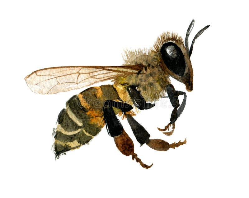 Ejemplo de la acuarela de la abeja de la miel en el fondo blanco stock de ilustración Ejemplo de la acuarela de la abeja de la miel en el fondo blanco stock de ilustración