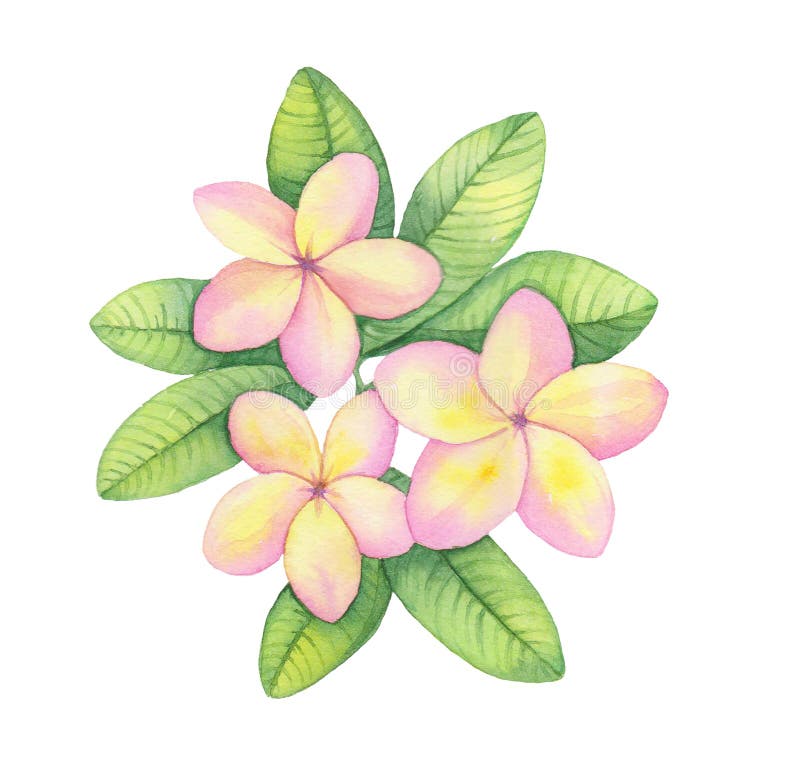 Ejemplo de la acuarela, flor hawaiana tropical, rama amarilla rosada del ramo del plumeria ilustración del vector Ejemplo de la acuarela, flor hawaiana tropical, rama amarilla rosada del ramo del plumeria ilustración del vector