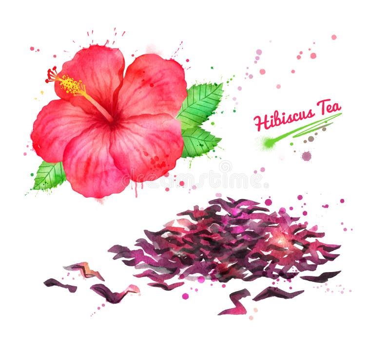Ejemplo de la acuarela de la flor roja del hibisco ilustración del vector Ejemplo de la acuarela de la flor roja del hibisco ilustración del vector