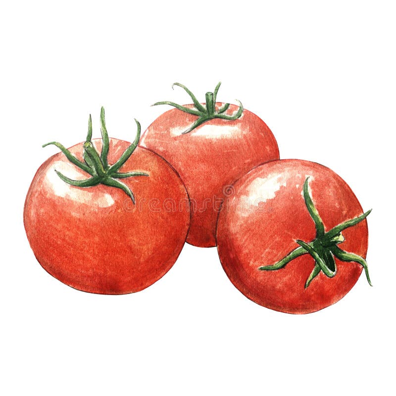 Ejemplo de la acuarela de los tomates en fondo imagen de archivo Ejemplo de la acuarela de los tomates en fondo imagen de archivo