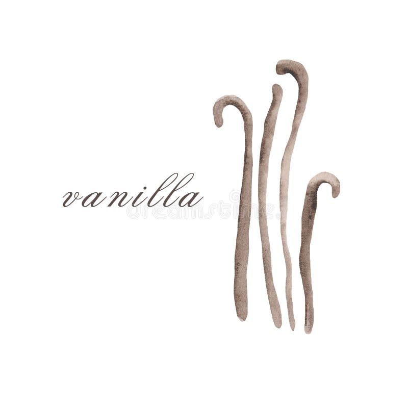Ejemplo de la acuarela de la vainilla en un fondo blanco ilustración del vector Ejemplo de la acuarela de la vainilla en un fondo blanco ilustración del vector
