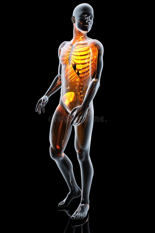 Ejemplo De La Anatomía 3D Del Cuerpo Humano Stock de ilustración -  Ilustración de humano, aislado: 143793218
