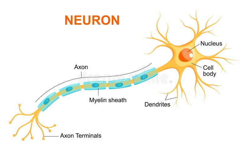 Ejemplo de la anatomía de la neurona Neurona del vector, axón de la célula nerviosa y envoltura de myelin infographic