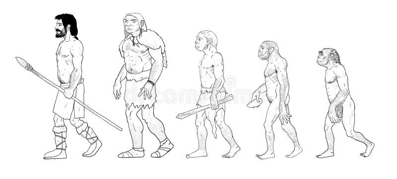 Ejemplo De La Evolución Humana Stock de ilustración - Ilustración de forma,  primate: 48928972