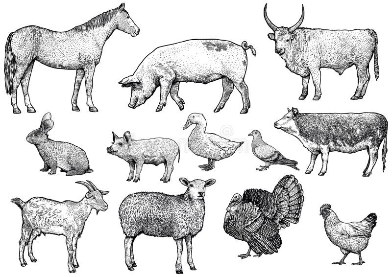 Ejemplo De Los Animales Del Campo, Dibujo, Grabado, Línea Arte, Realista,  Vector Ilustración del Vector - Ilustración de mano, conejo: 113472137