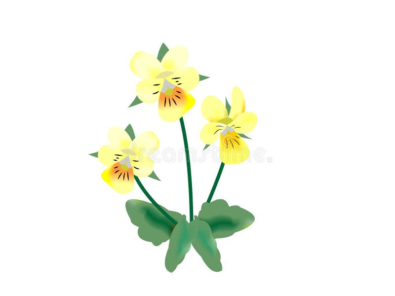 Ejemplo de un pensamiento de campo, arvensis de la viola libre illustration Ejemplo de un pensamiento de campo, arvensis de la viola libre illustration