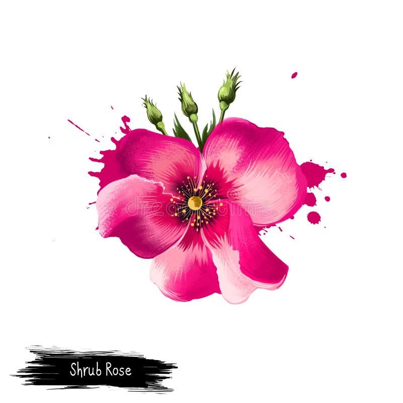 Ejemplo del arte de Digitaces del arbusto Rose aislado en blanco Rubiginosa de florecimiento dibujado mano de Rosa del arbusto Di libre illustration Ejemplo del arte de Digitaces del arbusto Rose aislado en blanco Rubiginosa de florecimiento dibujado mano de Rosa del arbusto Di libre illustration