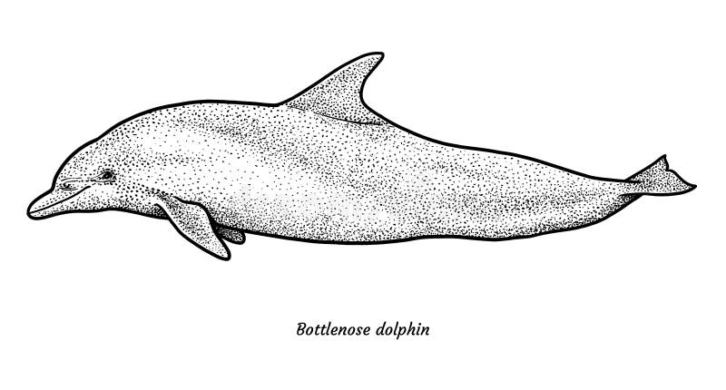 photo Lapiz Delfin Dibujo Realista bottlenose dibujo grabado tinta