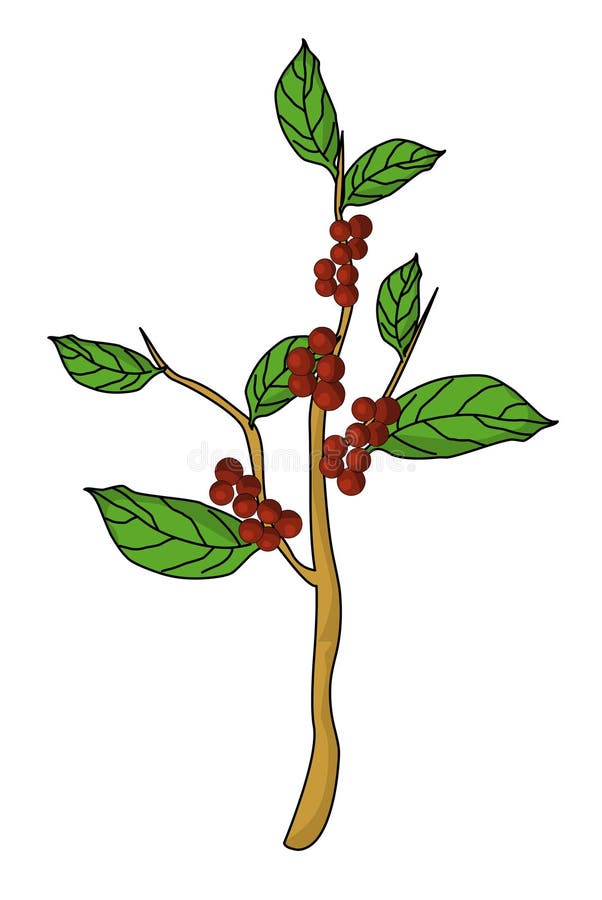 Planta del grano de café ilustración del vector. Ilustración de café
