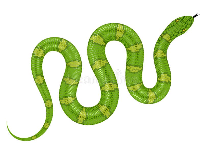 Ejemplo del vector de la serpiente verde