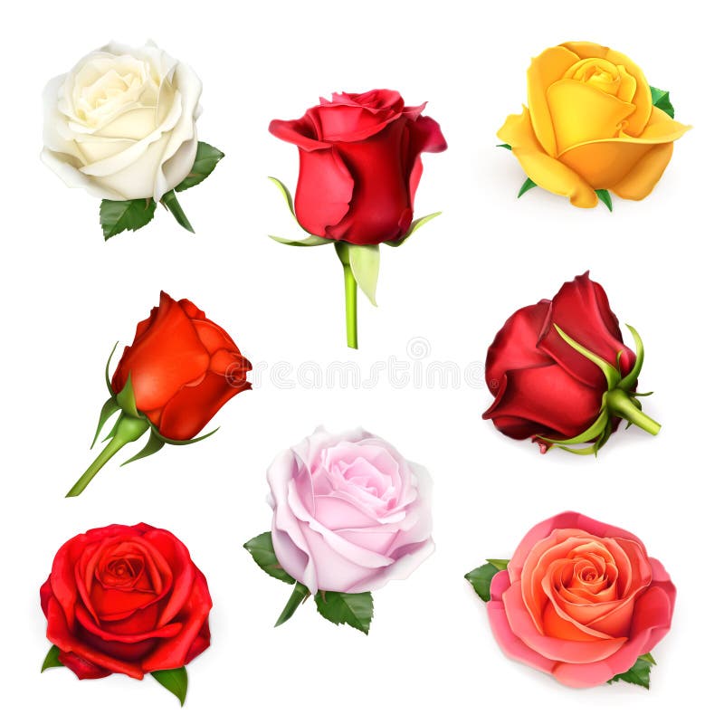 Ejemplo del vector de las rosas ilustración del vector Ejemplo del vector de las rosas ilustración del vector