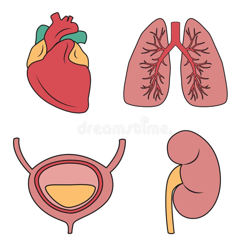 Ejemplo Del Vector De Los órganos Internos Dibujo Del Vector Del Corazón,  Pulmones, Vejiga, Riñón Ilustración del Vector - Ilustración de humano,  vejiga: 138290300