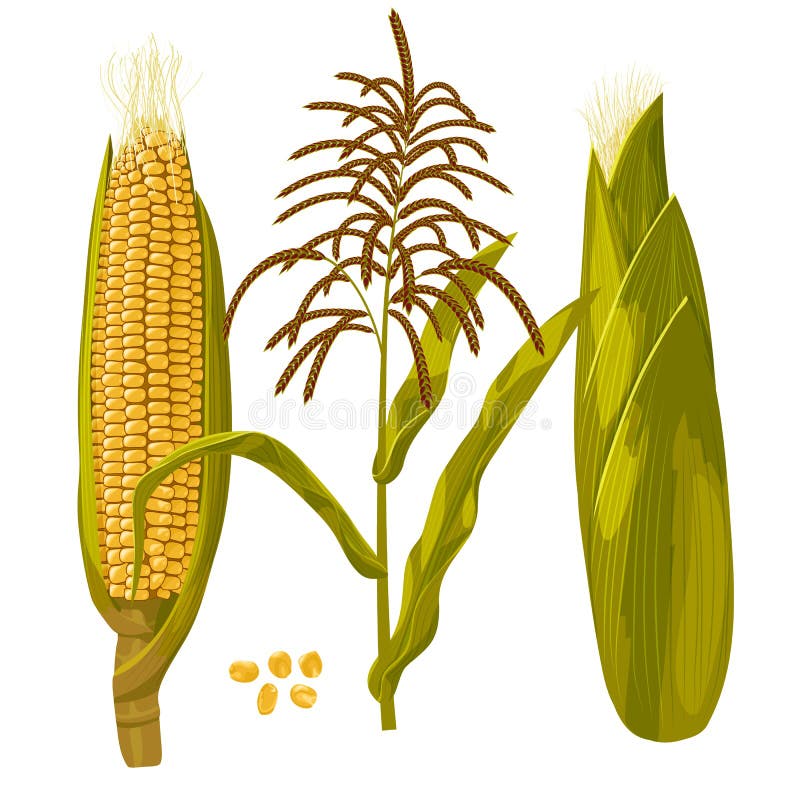 Ejemplo del vector del maíz del maíz Ejemplo aislado botánico dibujado mano realista ilustración del vector Ejemplo del vector del maíz del maíz Ejemplo aislado botánico dibujado mano realista ilustración del vector