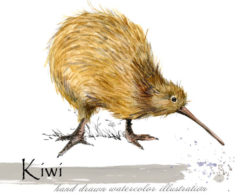 Ejemplo dibujado mano de la acuarela del pájaro del kiwi libre illustration