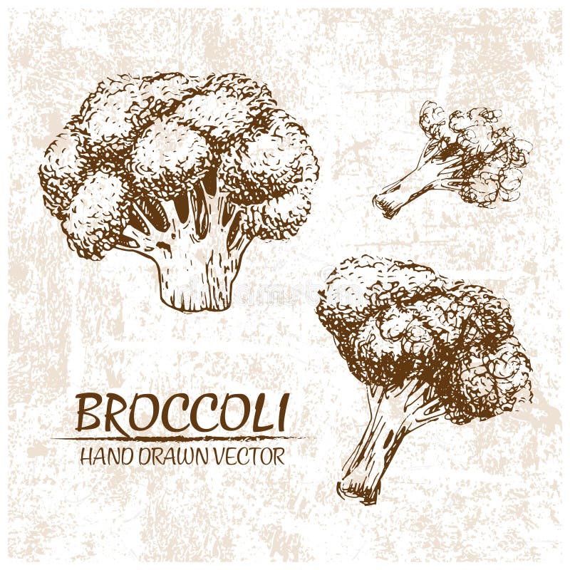 Ejemplo dibujado mano del bróculi del vector de Digitaces ilustración del vector