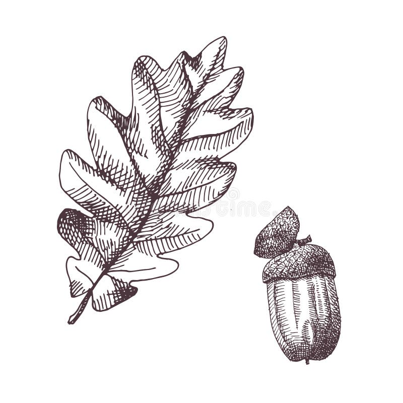 Ejemplo exhausto del vintage de la mano de la hoja y de la bellota del roble Dibujo del vector del otoño o de la Navidad stock de ilustración Ejemplo exhausto del vintage de la mano de la hoja y de la bellota del roble Dibujo del vector del otoño o de la Navidad stock de ilustración
