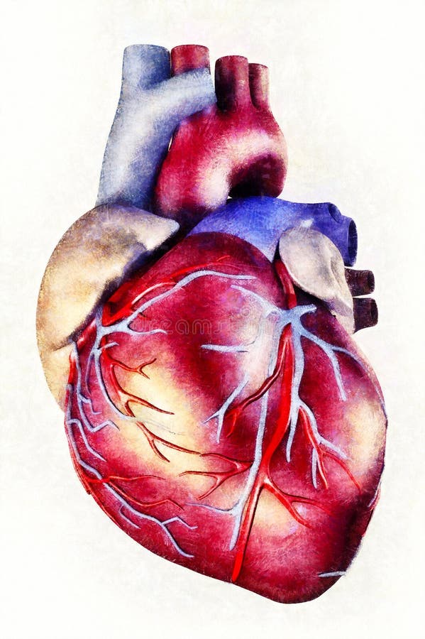 Ejemplo humano de la anatomía del corazón