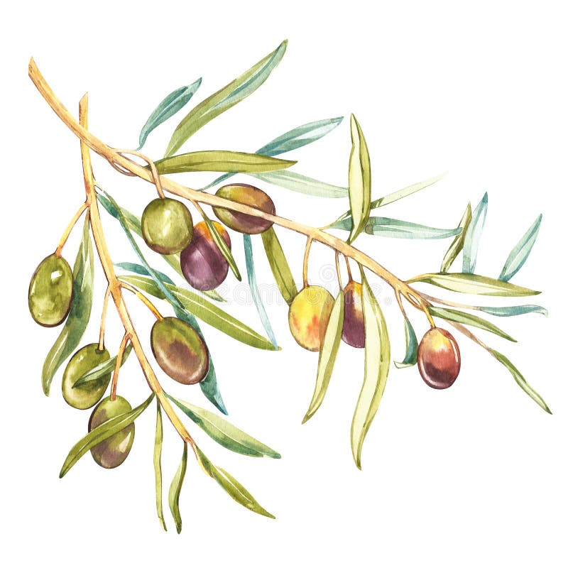 Ejemplo realista de la acuarela de la rama de aceitunas negras y verdes aislada en el fondo blanco Diseño para el aceite de oliva stock de ilustración Ejemplo realista de la acuarela de la rama de aceitunas negras y verdes aislada en el fondo blanco Diseño para el aceite de oliva stock de ilustración