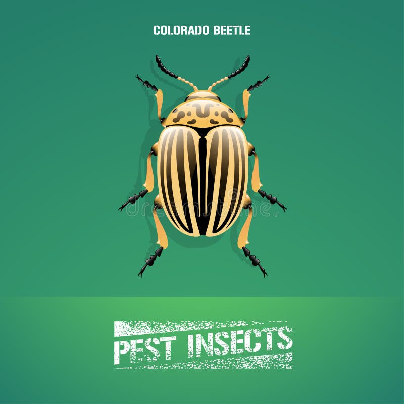 Ejemplo realista del vector del decemlineata del Leptinotarsa del insecto, escarabajo de la patata libre illustration Ejemplo realista del vector del decemlineata del Leptinotarsa del insecto, escarabajo de la patata libre illustration