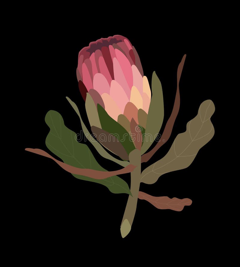 Ejemplo realista del vector del Protea del rosa Protea stock de ilustración Ejemplo realista del vector del Protea del rosa Protea stock de ilustración