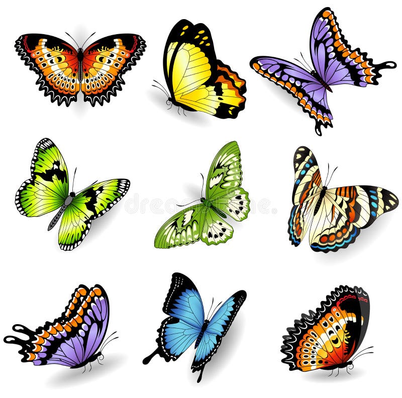 Ejemplos de la mariposa del color del vector
