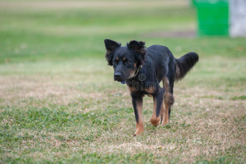 Ejercicio mezclado del perrito de la raza fotografía de archivo libre de regalías Ejercicio mezclado del perrito de la raza fotografía de archivo libre de regalías