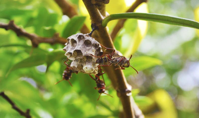 ejército de la abeja imagen de archivo libre de regalías ejército de la abeja imagen de archivo libre de regalías