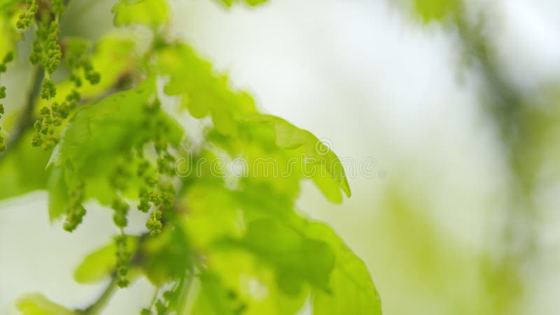 Slow motion. Oak catkins moving in the wind in sunny spring weather. Oak catkins moving in the wind. Slow motion. Oak catkins moving in the wind in sunny spring weather. Oak catkins moving in the wind.