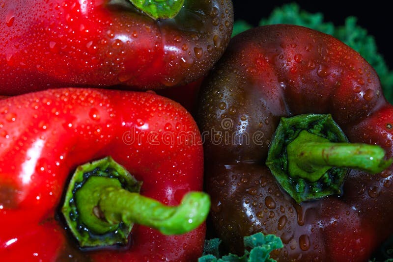 Red hot paprika in water stock photo. Image of meal, close 14700290